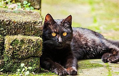 《星河战队：灭绝》Steam抢测开启 16人合作战斗